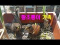 EP.038 황조롱이 kestrel :: 오랜만에 한 카메라에 잡힌 황조롱이 가족 Kestrel family caught by one camera after a long time