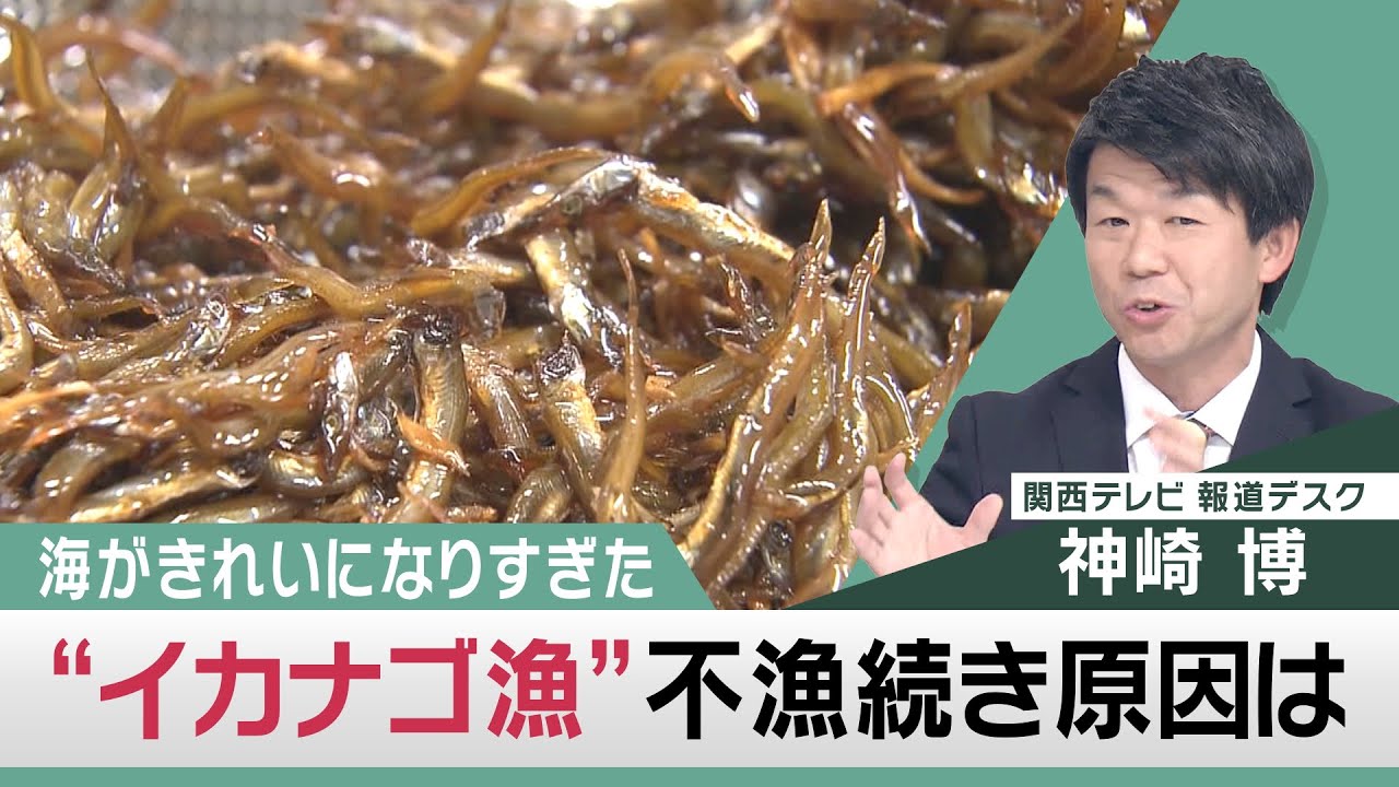 イカナゴ漁」不漁続きのワケは…海がきれいになりすぎたから【関西