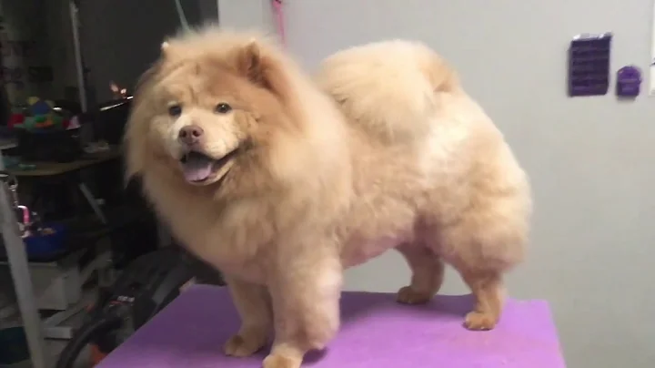 Grooming a Chow Chow: Full Body Hand Scissor