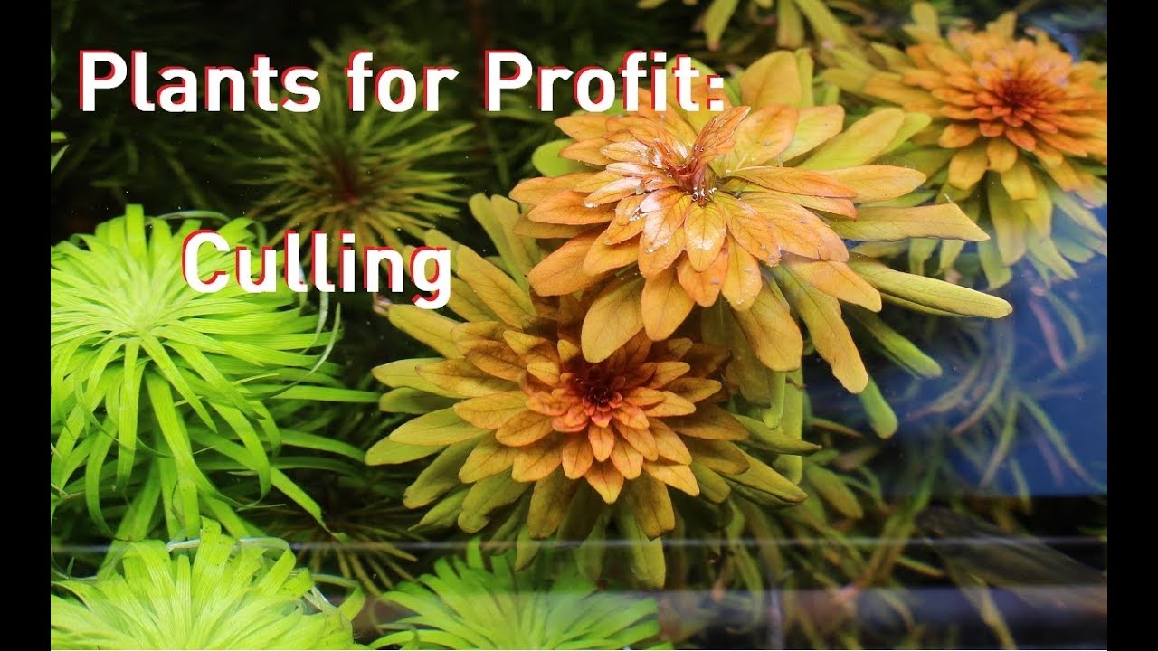 Plants for Profit Culling When to Start Over YouTube