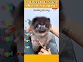 Funniest AnimalsMoments#funnyanimals #animalcomedy #dog#funny#funnyanimals#funnypets#animals