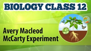 Avery Macleod McCarty Experiment - Molecular Basis of Inheritance - Biology Class 12