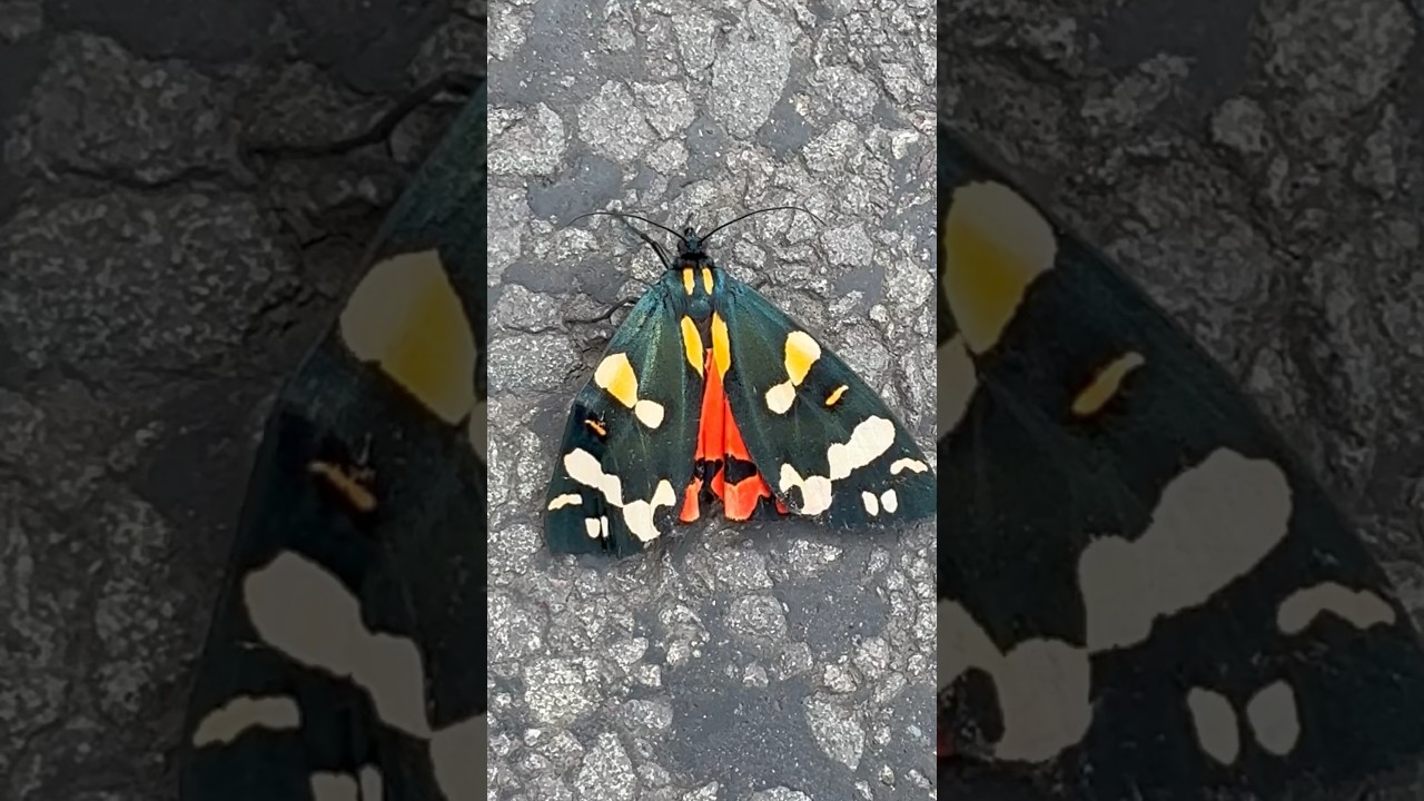 FUNKY & STRIKING looking -  like a bold SAMAKAKA design 