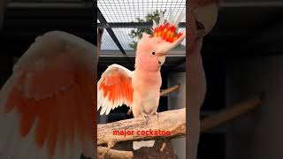 major cockatoo beauty ❤️🦜.#cockatoo #parrot