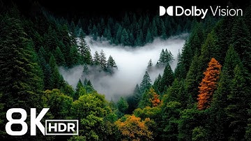 MOST STUNNING 8K HDR VIDEO YET | DOLBY VISION 60FPS FOR 4K/8K TVS