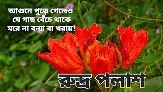 রুদ্রপলাশ | African Tulip | ফাউনটেইন ট্রি
