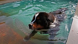 Understanding the Energy Level of a Bernese Mountain Dog