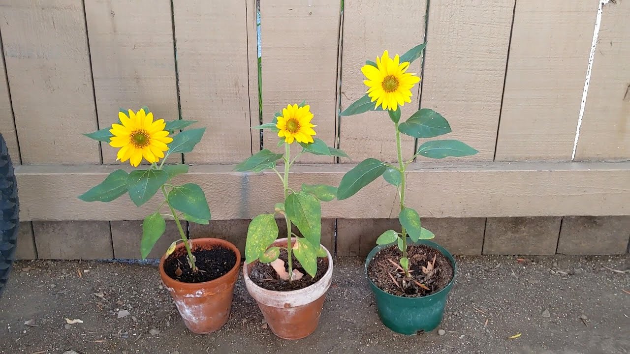 Buzzy Sunflower Grow kit Part 2 1 Target YouTube