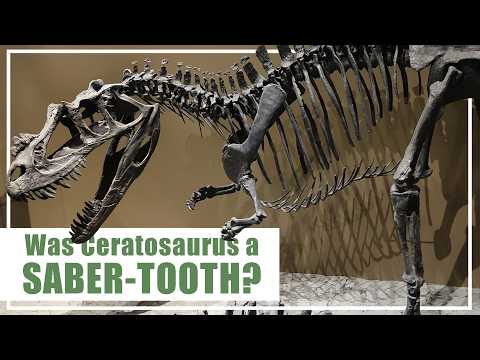 Was Ceratosaurus a Saber-toothed predator?