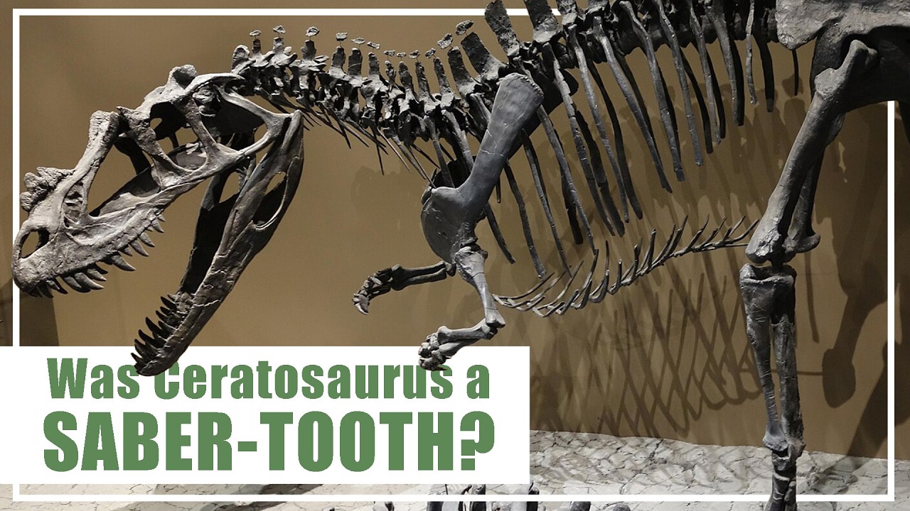 Was Ceratosaurus a Saber-toothed predator?