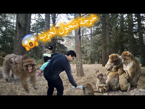  01 جولة بين قردة الأطلس بغابة أزرو من هدوء الى صدام