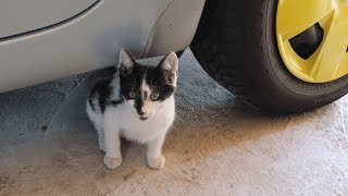 EXPERIMENT Car vs Cat