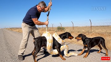animal rescue stories: A brave puppy saved its mother from a giant python attack.