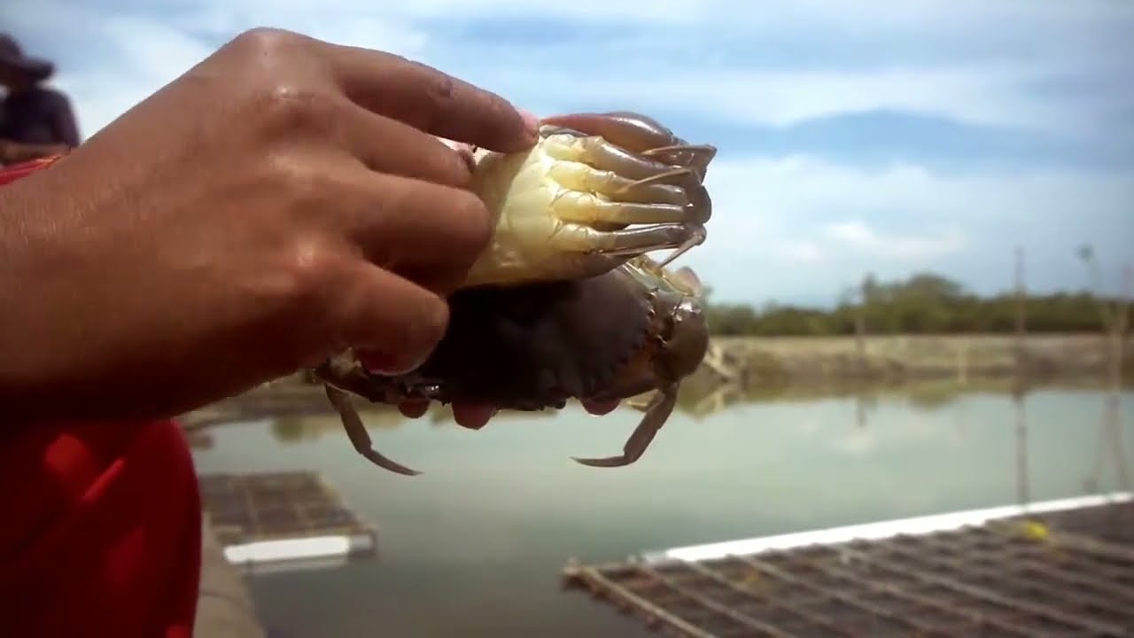 WOW!!! Budidaya Kepiting Lunak!!! Begini Cara Budidaya Kepiting Lunak