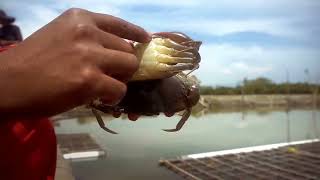 Tutorial Budidaya Kepiting Lunak!!! Begini Cara Budidaya Kepiting  Lunak! Kepiting SOOKA!