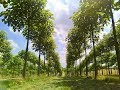 Kiribaumanbau in spanien paulownia kiribaum kirifarm wegrow