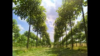 Kiribaum-Anbau in Spanien (Paulownia, Kiribaum, KiriFarm, WeGrow)