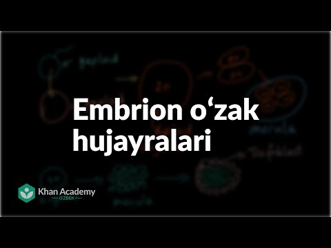 Embrion oʻzak hujayralari | Hujayra boʻlinishi | Biologiya