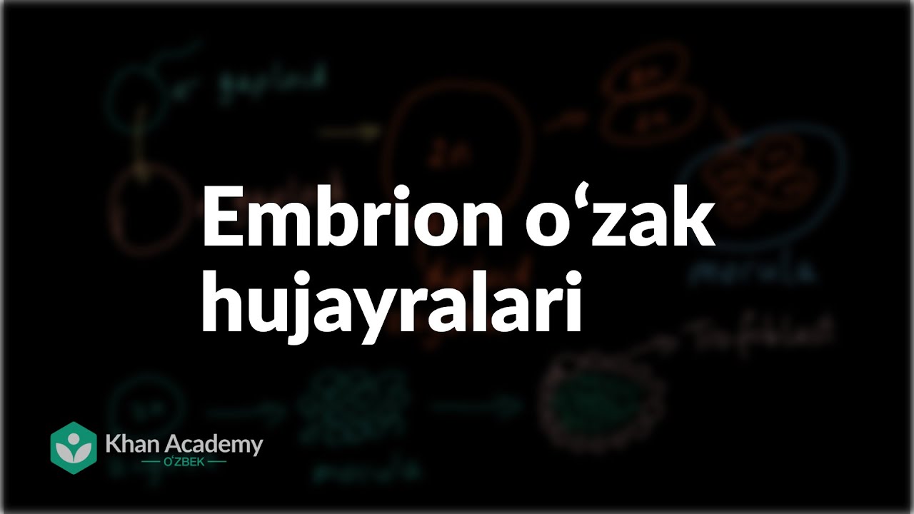 Embrion oʻzak hujayralari | Hujayra boʻlinishi | Biologiya