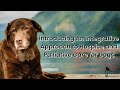 Introducing An Integrative Approach to Hospice and Palliative Care for Dogs