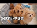 【多頭飼い】先住犬の変化は？仲良くなれる？実際のところ…