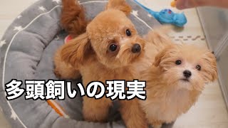 【多頭飼い】先住犬の変化は？仲良くなれる？実際のところ…