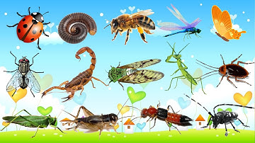 CON GÌ ĐÂY? Bé Nhận Biết CÔN TRÙNG | Tổng Hợp 30 Loài CÔN TRÙNG Quen Thuộc, Dễ Nhớ