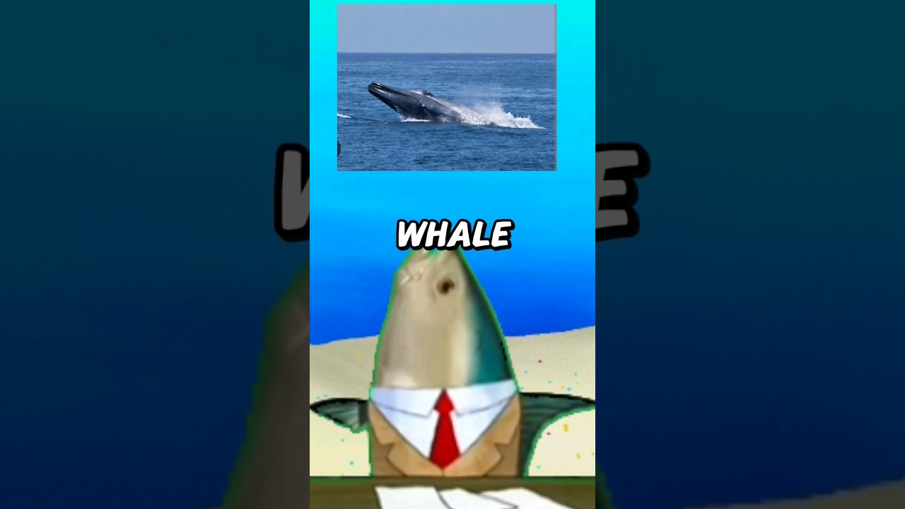 Blue whale 🐋 spotted in California. #whale #news #bikinibottomnews #fyp #foryou