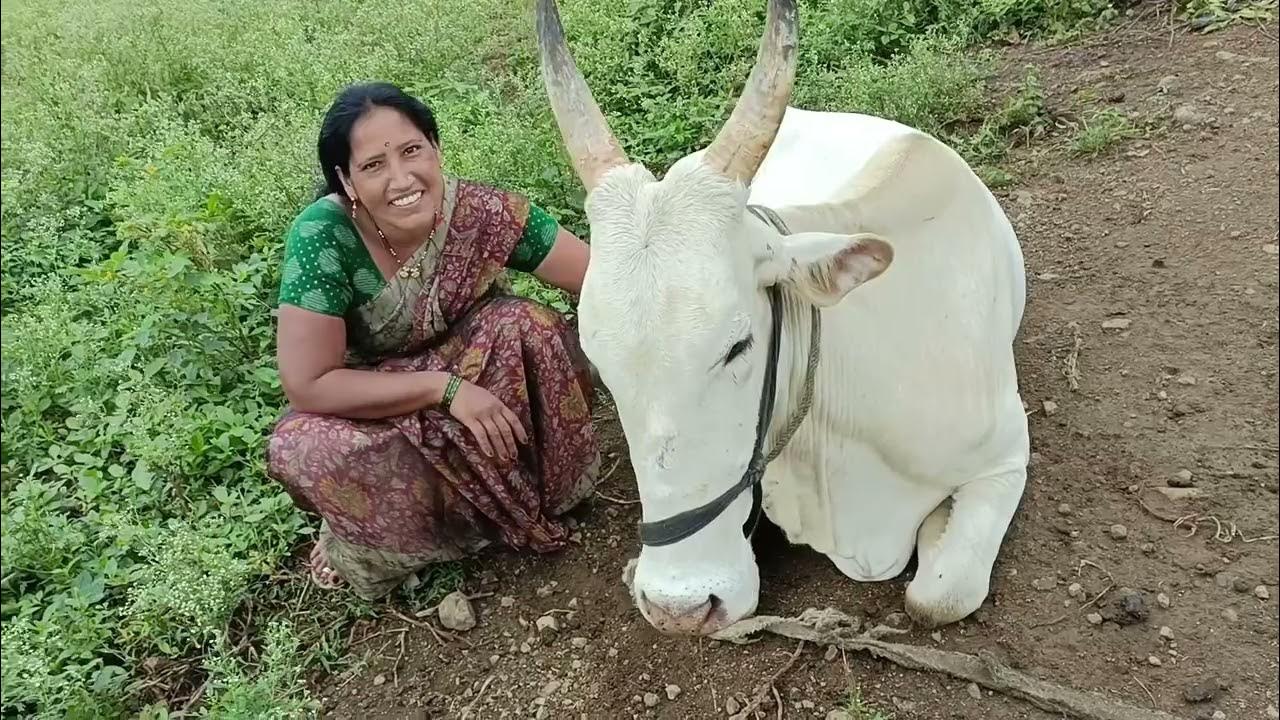 cow's milk milking try RGJ24 YouTube