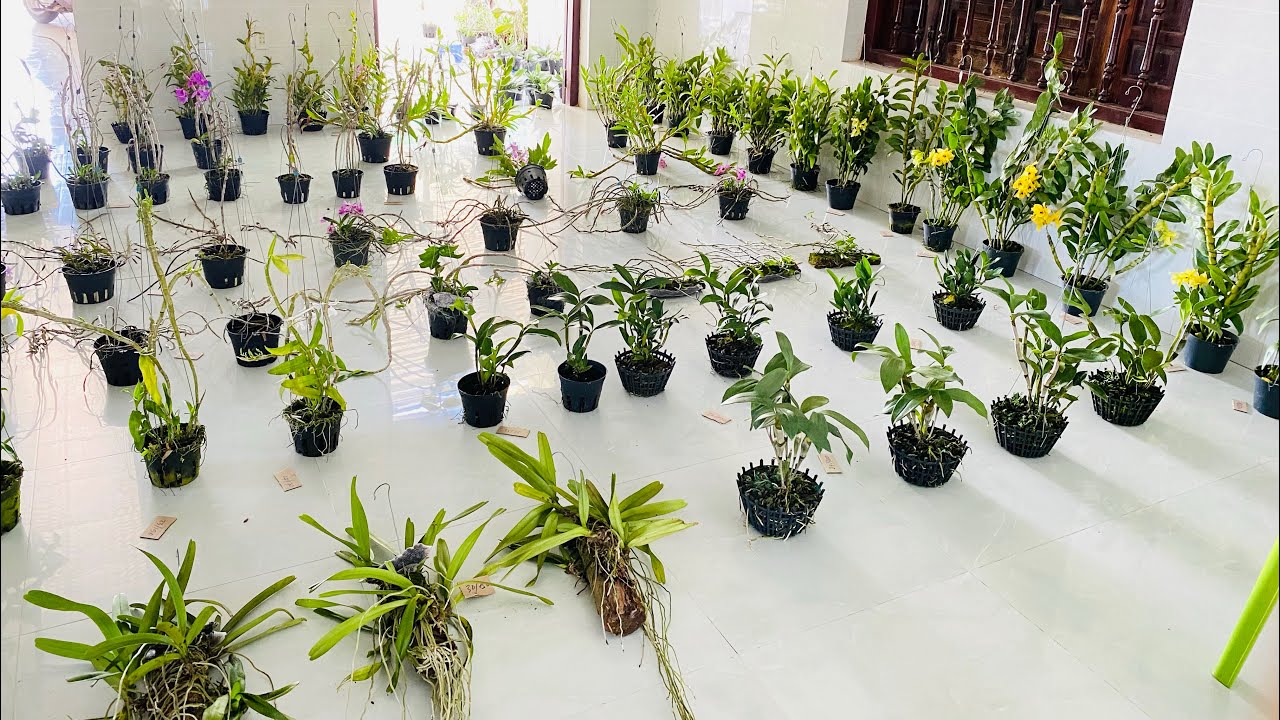 Lan rừng giá rẻ 23/2/24 lh 0373779176 - YouTube