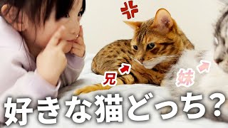 オルとメリどっちが好き？クールな元噛みつき兄猫とおだやか妹猫どちらが好きか究極の問いに答える4歳娘 by シスクとねこむす 18,785 views 3 months ago 8 minutes, 10 seconds