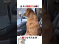 車で動物病院に連行されるワンコ