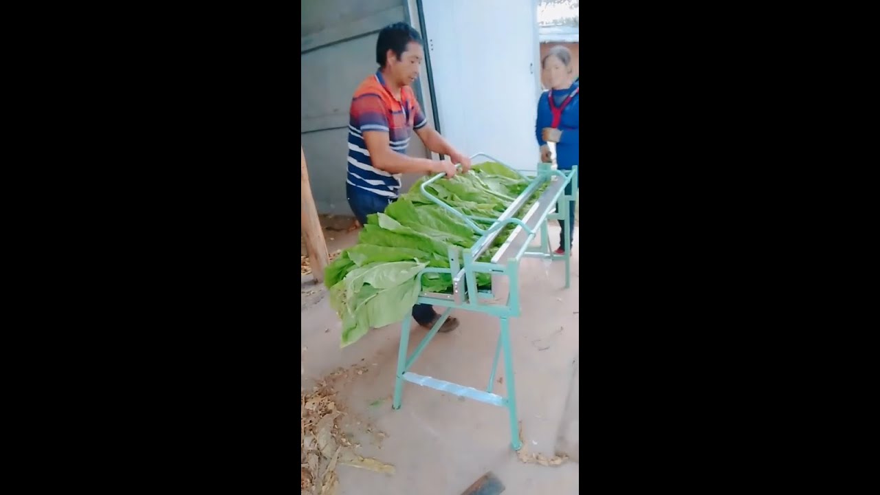 The Tobacco Leaf Drying Stick Leaf Clip For Tobacco Leaf Drying Oven Stock  Leaf Strapping Machine