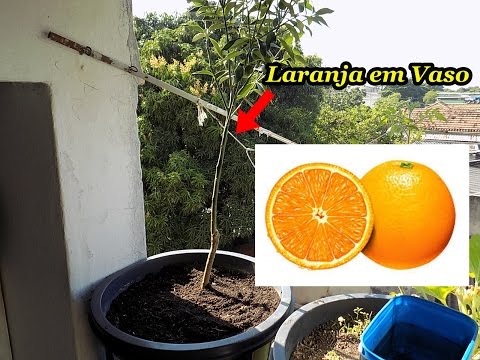 Como Plantar Laranja em Vaso...