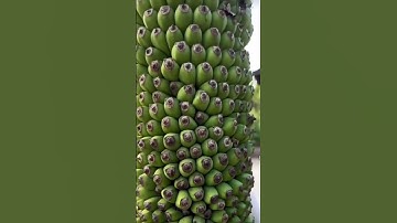 Buồng Chuối cả trăm nải là có thật/The hundred bunches of Bananas are real #shorts #amazing #banana