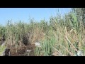 плантация конопли в Крыму.  оперативное видео