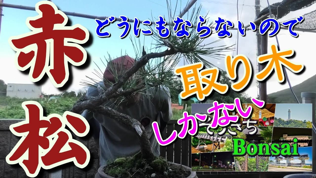 この枝どうにもならないから】赤松の取り木【失敗覚悟】 - YouTube