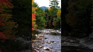 4K Autumn Forest & Relaxing Piano Music For Destress Your Brain