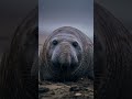 Elephant Seal – The Giant Monster of the Ocean 😱#shortvideo #viralvideo #trendingshorts#amazingfacts
