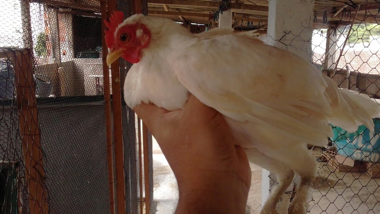 Comprei uma mini garnize アヴェスター