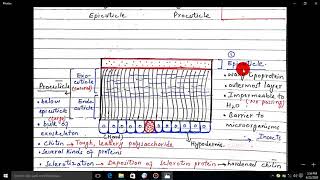 Biology 2nd Year Exoskeleton by Prof  Salman Sarfraz