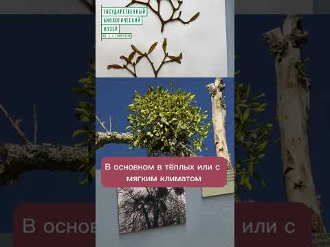 Video: Perdeteelmuseum en Biologiese Museum. Timiryazevskaya en M. Gruzinskaya strate sal jou nie onverskillig laat nie