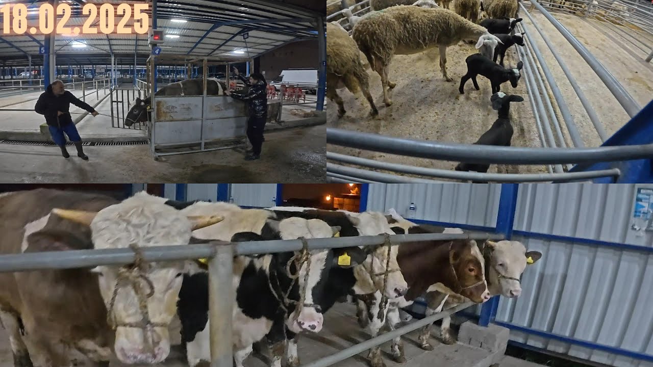 18.02.2025 GÖNEN/BALIKESİR Türkiye'nin EN UCUZ HAYVAN PAZARI / RENKLİ DANA DÜVE FİYATLARI