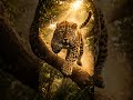 “Wait For The Jump 😳”..“Watch Till The End!” #wildlife #leopard