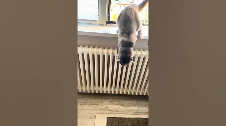 Video 5388321: mainecooncat mainecoonkitten mainecoonlovers, mainecooncat mainecoonlovers mainecoons, mainecooncat catlover mainecoonlovers