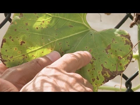 वीडियो: मम लीफ स्पॉट कंट्रोल: क्राइसेंथेमम बैक्टीरियल लीफ स्पॉट डिजीज का प्रबंधन