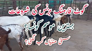 How To Start Goat Farming  Business// Goat Farming best Season// Best Goat Markets منڈی in Pakistan