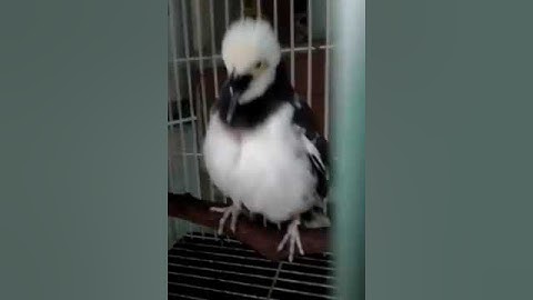 burung jalak hongkong menjerit ssmbil menangis seperti suaranya anak kecil