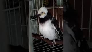 burung jalak hongkong menjerit ssmbil menangis seperti suaranya anak kecil