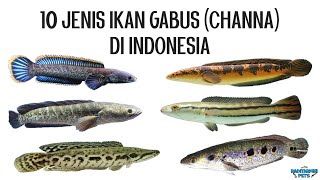 10 Jenis Ikan Gabus (Channa) Asli di Indonesia screenshot 2